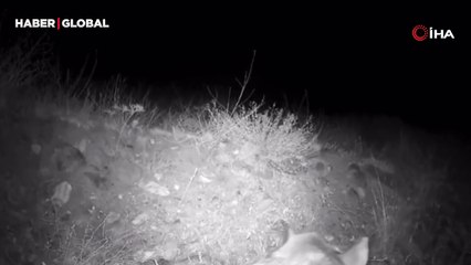 Türkiye'de nadir görülürken, Çankırı'da ortaya çıktı: "Ormanın hayaleti" kamerada