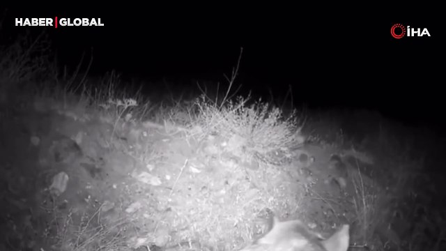 Türkiye'de nadir görülürken, Çankırı'da ortaya çıktı: Ormanın hayaleti kamerada