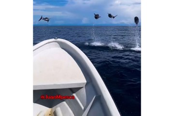 Dolphins put on a spectacular show for fishermen off the coast of Colombia