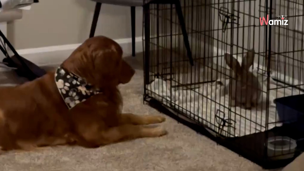 Ce Golden Retriever devient le meilleur ami d’un lapin géant : leur amitié fait craquer plus de 1M d’internautes