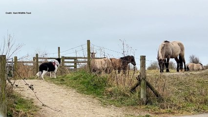 Three off-the-lead dogs were barking at ponies at Pegwell Bay in Ramsgate