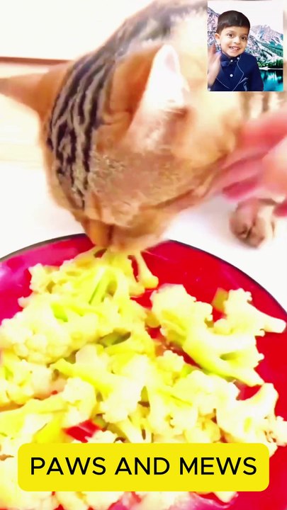 cooking food#cats#shorts#dailymotion shorts#