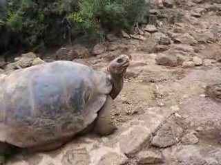 Galapagos Islands: Turtle