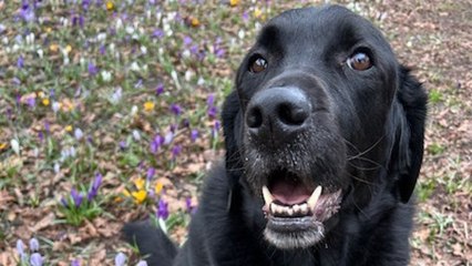 Ex-guide dog can't forget how to guide - and holds onto his owner's clothes
