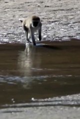 cute animals❤️ #viralvideoシ #pets #Short