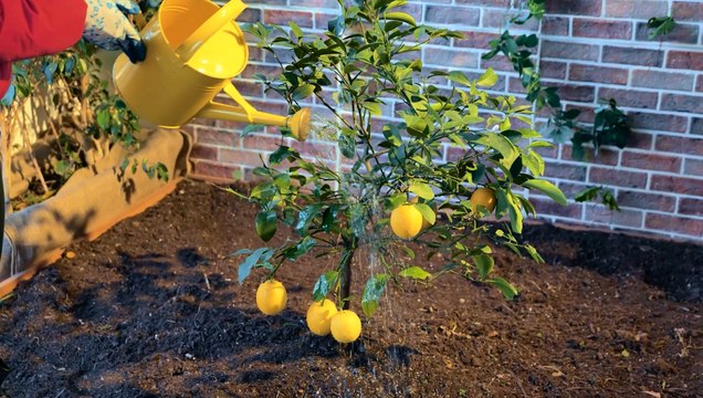 Le jardinage durable : Conseils écologiques pour un jardin plus VERT !