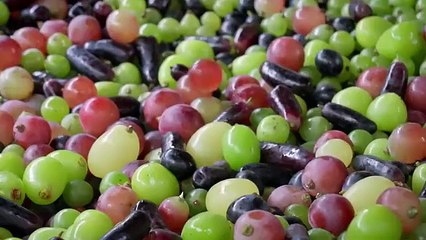 「One Fruit for a Table」Grapes - Sweet Gems on the Vines