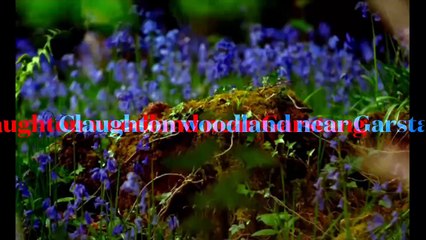 Bluebell walks in Lancashire 2025