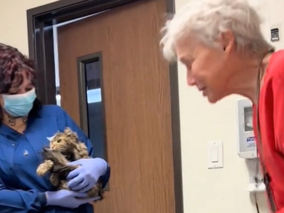 Seit Waldbränden vermisst: Katze und ihre Besitzerin wiedervereint