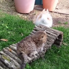 🐾🎉 Welcome to the purr-fect world of **CatsAndBunnies**! 🌈 In this adora