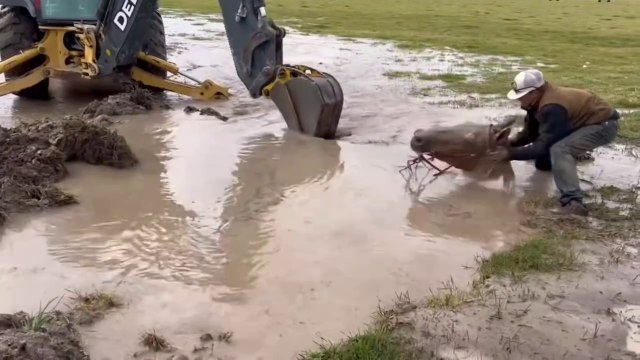 Sauvetage Héroïque d’un Magnifique Cheval Coincé dans la Boue Profonde 🐴💔 | Moment Émotionnel !
