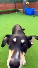 Thornberry Animal Sanctuary: Transformation for three mother dogs who arrived 'terrified' at charity's kennels
