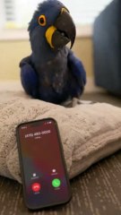 An AI realizes its talking to a parrot