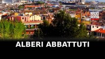 Alberi abbattuti, inchiesta a Roma