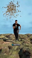 Attaque des abeilles