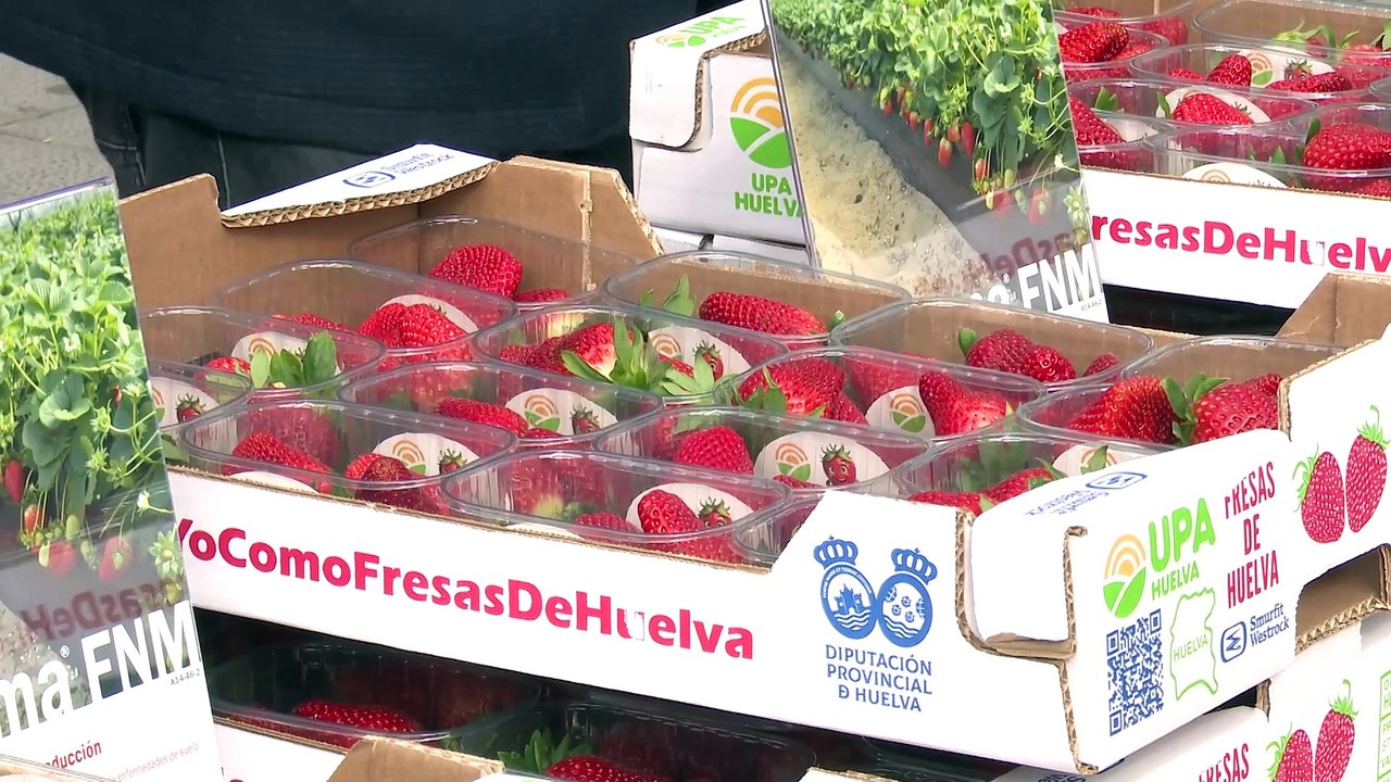 Reparto de fresas en la plaza de Zorrilla