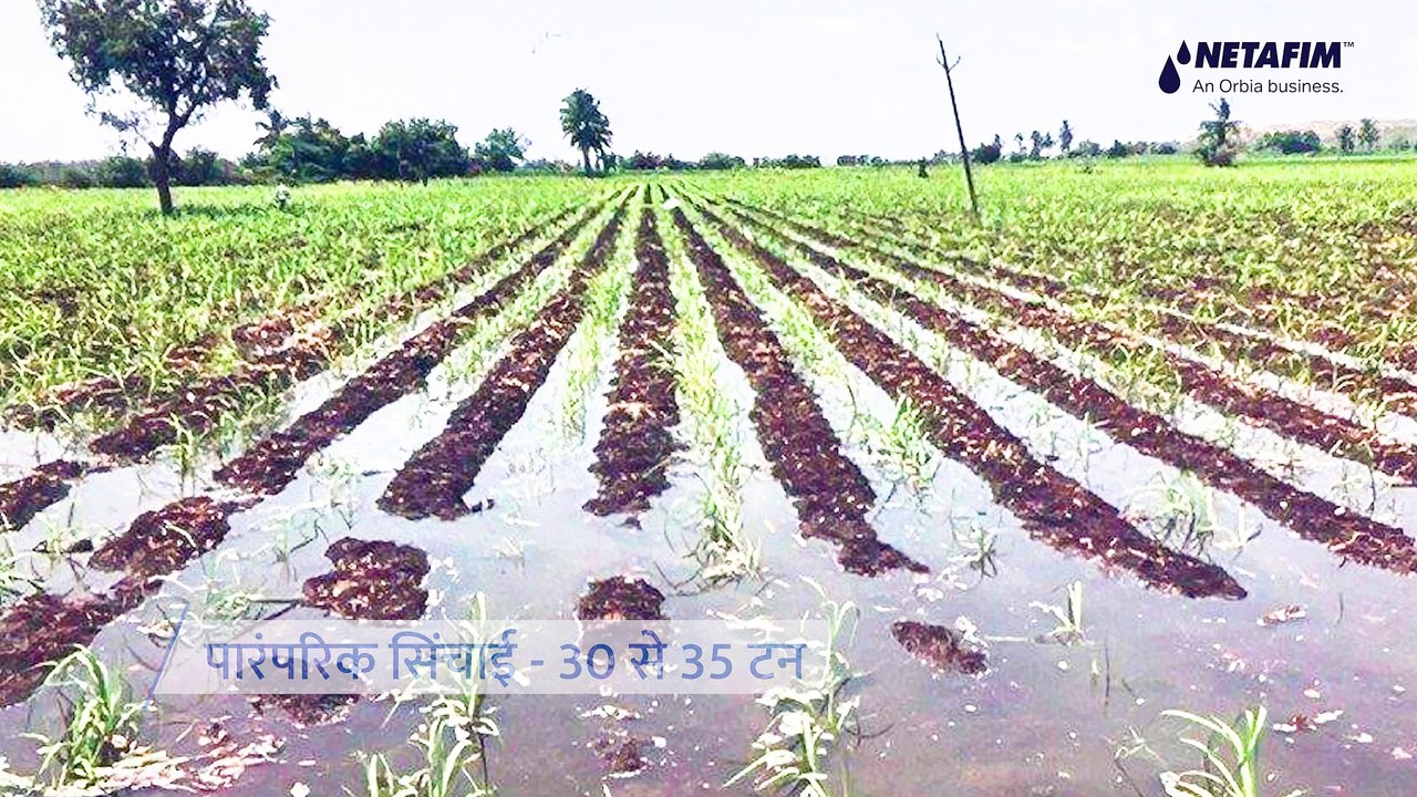 गन्ने की खेती का महत्त्व, उसकी उत्पादकता और अलग अलग फैक्ट्स
