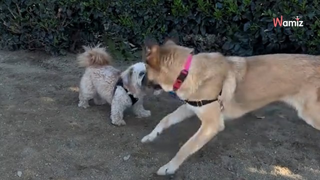 Ils font une demande d'adoption pour un chien du refuge : le lendemain, les sauveteurs tombent des nues (vidéo)