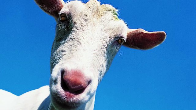 Ziegen sind schlauer als Schafe und Alpakas