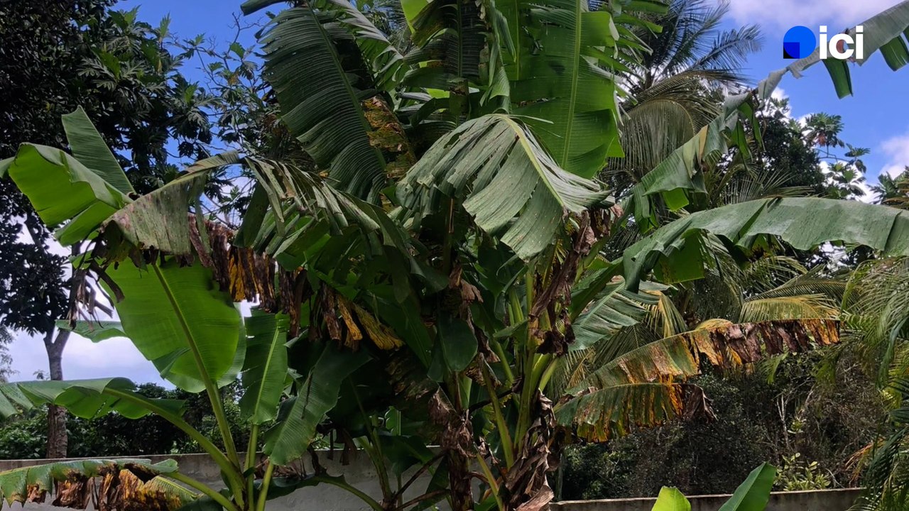 Roland Motte, jardinier : transformez votre jardin avec des plantes exotiques résistantes au froid