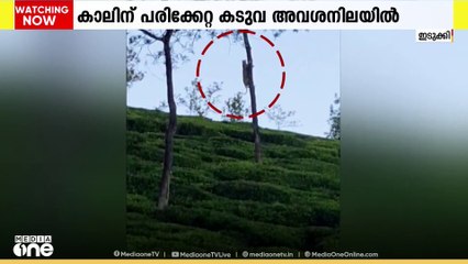 'പശുക്കളെയും നായകളെയും കടിച്ചു കൊന്നു'; കടുവയെ പിടികൂടാനുള്ള വനം വകുപ്പിൻ്റെ ശ്രമം തുടരുന്നു