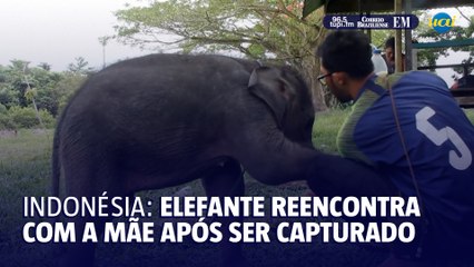 Bebê elefante separado da mãe é resgatado na Indonésia