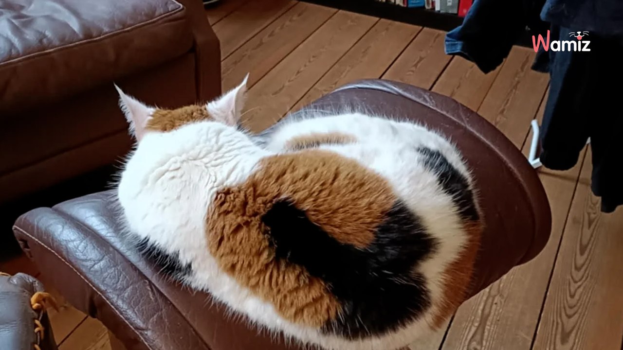 Il demande de l'aide pour trouver le nom de son chat : la forme sur sa fourrure les fait bondir