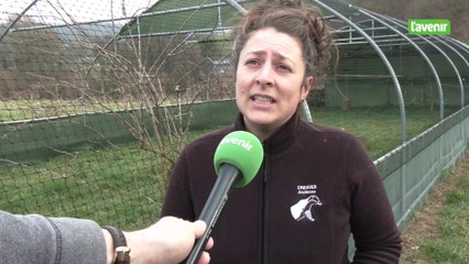 Un héron blessé par le tir d'une carabine à plomb