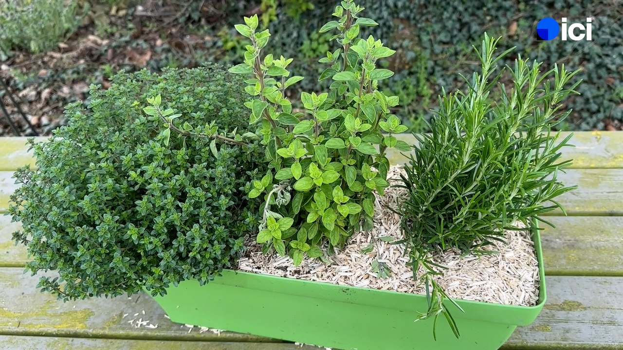Roland Motte, jardinier : optez pour les plantes aromatiques pour vous lancer dans le jardinage