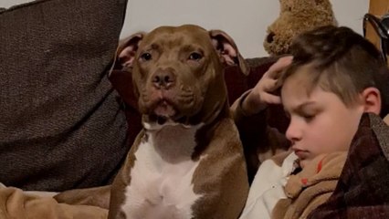 Adorable dog realizes that Jurassic Park is its comfort movie