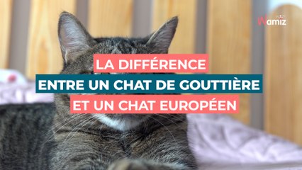 Quelle est la différence entre un chat de gouttière et un Européen ?