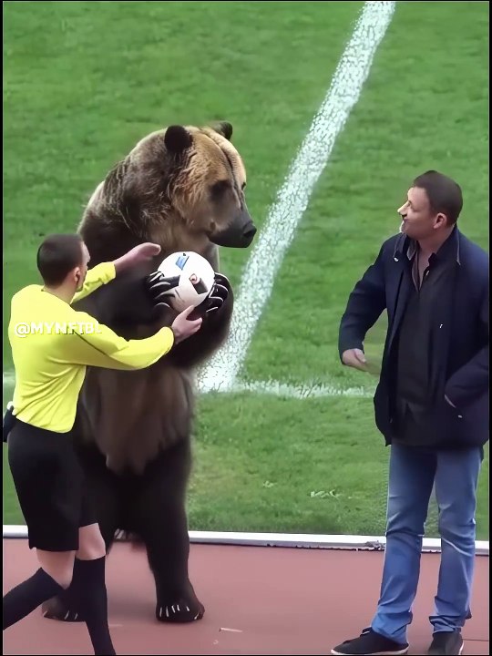 Animal's play football