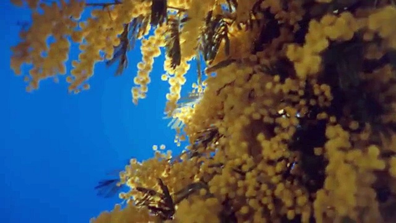 Parra For Cuva - Stellar feat. A Song For You & Beau Diako (Live Session) (Tainment Tv Video )