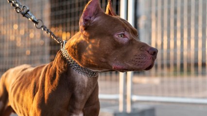 Hombre asegura que su perro accidentalmente le disparó mientras dormía en Estados Unidos