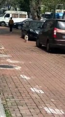 Ce chien est le plus heureux du monde