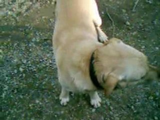 Avez-vous déjà vu un chien stupide?