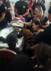 'De partir o coração': Cão demonstra tristeza em velório de GCM morto durante patrulhamento no Morro do Itararé em São Vicente