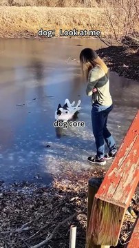 Dog core#foryou #fypシ #foryoupage #funny #funnyvideos #funnytiltok #funnyanimals #funnyvideos #funny