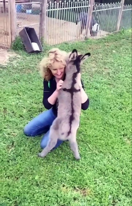 Cute baby donkey