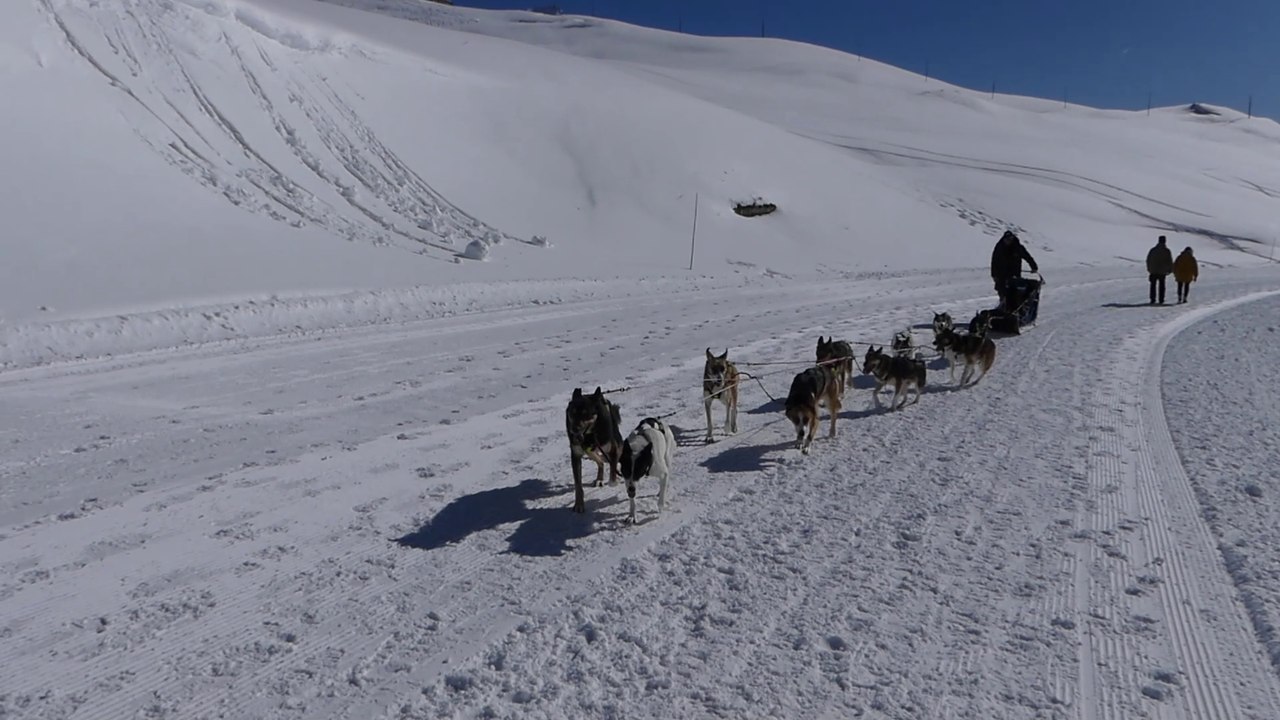 Chiens de traineaux au col du Mont-Cenis