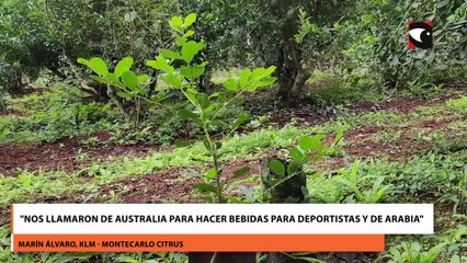 Empresa de Montecarlo avanza en gestiones para exportar extracto soluble de yerba mate a Arabia y Australia