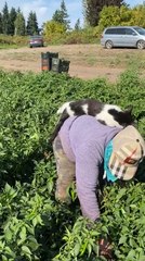 Cat Lounges on Man's Back While He Works