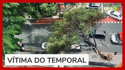 Homem morre após ter carro atingido por árvore em SP