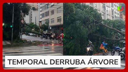 Temporal derruba árvores e interdita ruas em São Paulo