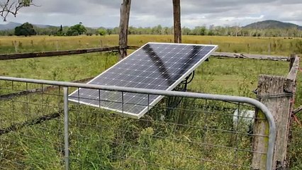 Boyne Valley Aggregation, Qld | March 13, 2025 | Farmonline