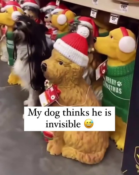 ¿Qué perro? Todo lo que vi fue una estatua que parpadea