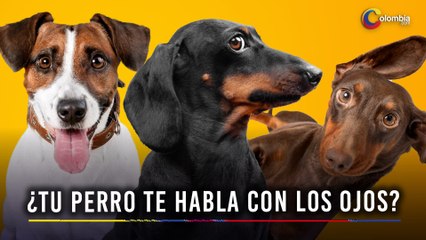¡No lo creerás! 🐾 Estudio descubre la inteligencia secreta en la mirada de tu perro