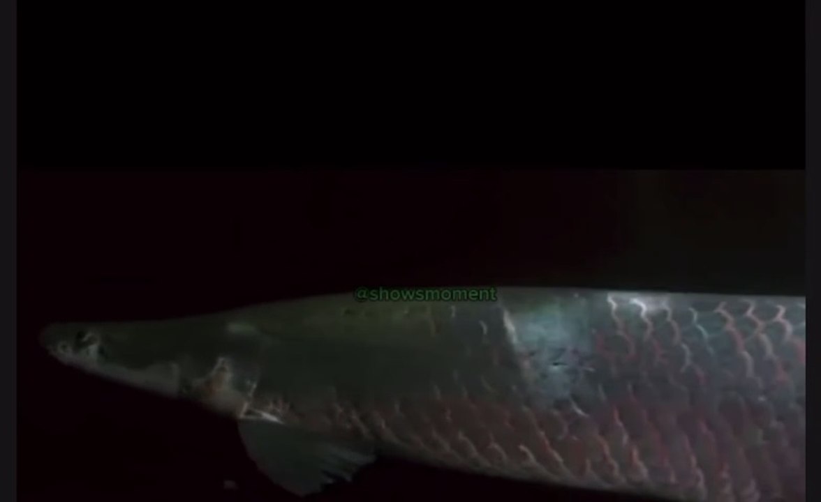 The Arapaima