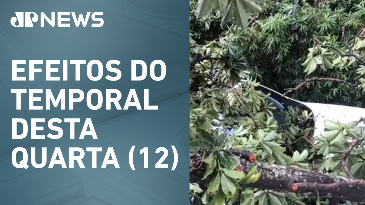 Chuvas em SP: Árvore cai sobre táxi e mata motorista na região da Sé