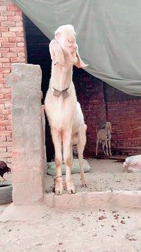 #trending #usa #viral #shortvideo #baby #pet #animals #goats #bakra #bakramandi #rajanpurigoat
